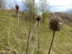 Dipsacus dipsacoides