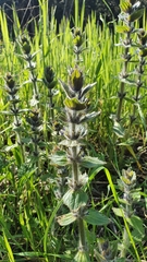 Ajuga orientalis
