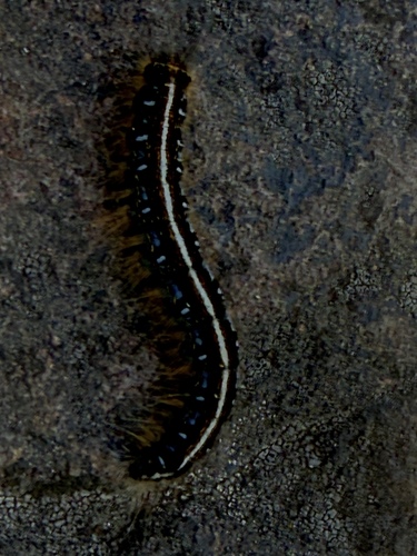Eastern Tent Caterpillar Moth