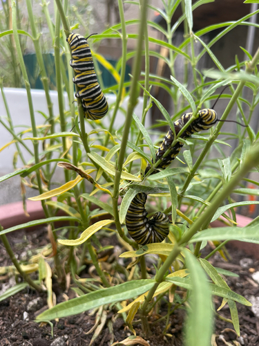 Monarch Butterfly