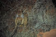 Rothschild's Rock-Wallaby photo 5