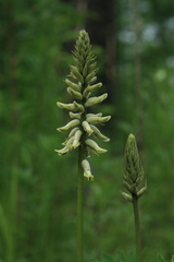 Astragalus uliginosus