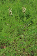 Astragalus uliginosus