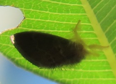 Euproctis hardenbergia