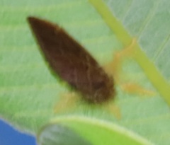 Euproctis hardenbergia