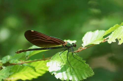 Beautiful Demoiselle