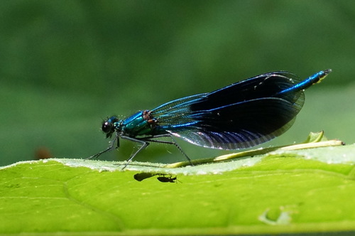 Banded Demoiselle