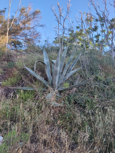American century plant