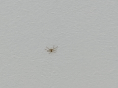 Philodromus