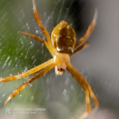 Argiope aemula