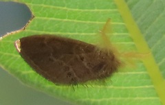 Euproctis hardenbergia