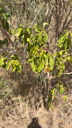 Rauvolfia viridis, photograph 2