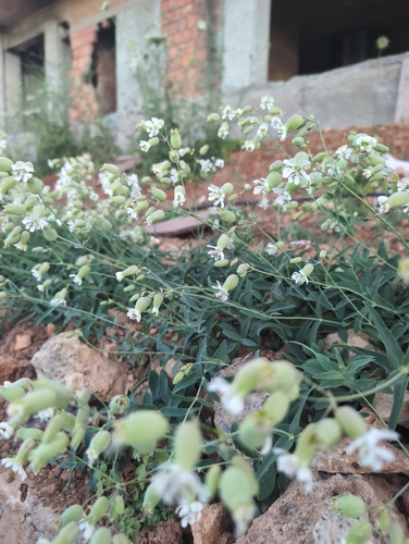 bladder campion