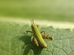 Gomphomastax clavata