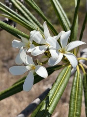 Plumeria alba, photograph (c) Alex Doyle, some rights reserved (CC BY)