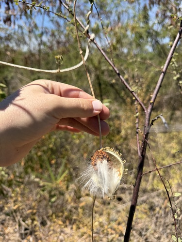 Ibatia maritima