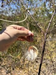 Ibatia maritima