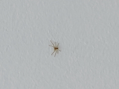Philodromus