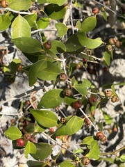 Eugenia rhombea
