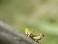 Gomphomastax clavata