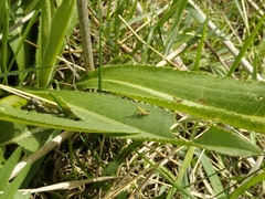 Gomphomastax clavata