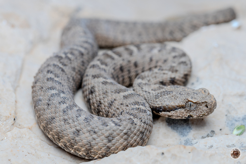 Lebanon Viper