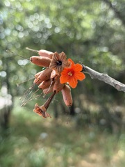 Cordia rickseckeri, photograph (c) Alex Doyle, some rights reserved (CC BY)