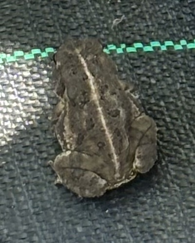 ウッドハウスヒキガエル