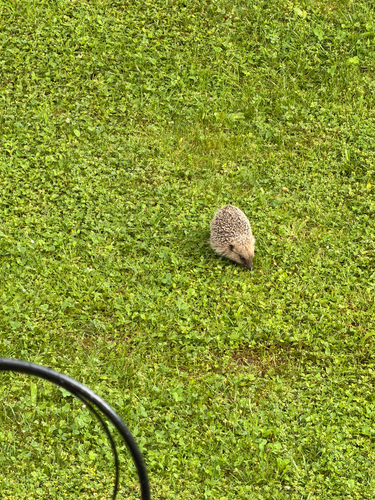 Common Hedgehog