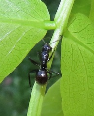 Camponotus arminius