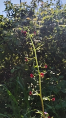 Scrophularia peregrina