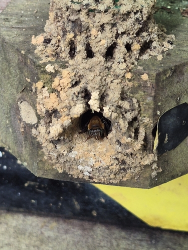 Melipona scutellaris