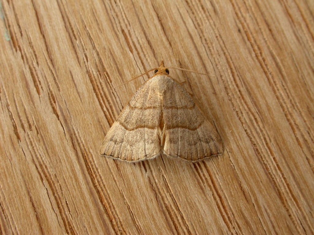Three-lined Snout