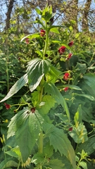 Scrophularia peregrina