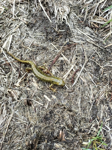 Carpathian Newt, Яремчанська міська рада, Івано-Франківська область, Україна, photo 7 of 10