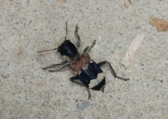 Clerus mutillarius
