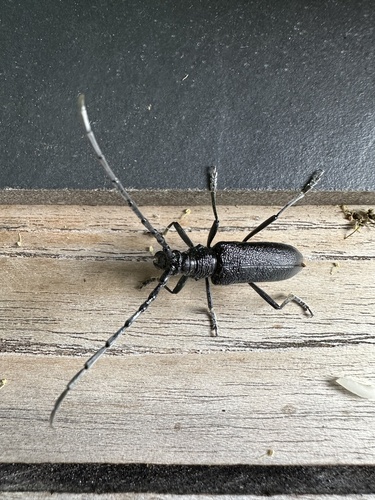 Capricorn beetle