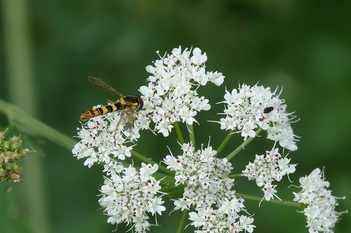 Common Globetail
