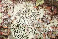 Halegrapha mucronata