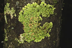 Pannaria minutiphylla