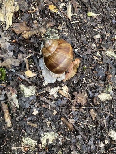 Roman Snail