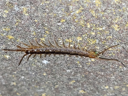 Garden Lithobius, Westbeemster, Kerkplein (belbushalte), 1464 NG Middenbeemster, Nederland, photo 9 of 10