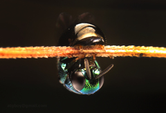 Chrysidoidea