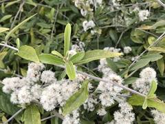 Decaneuropsis gratiosa