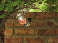 Chalcomitra amethystina amethystina