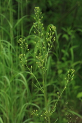 Rorippa barbareifolia