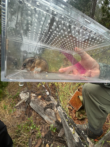 Peromyscus californicus, 2026-05-22
