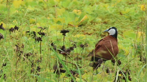 iNaturalist image