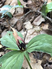Trillium lancifolium