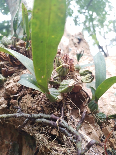Gomesa bifolia, photograph 3